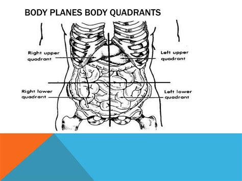 Body Quadrants Labeled Directional Anatomy Review At Berkner High