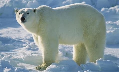 Polar Bears Animals Amazing Facts And Latest Pictures