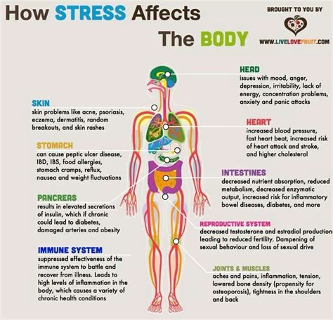 10 Organs In The Body Affected By Stress Live Love Fruit
