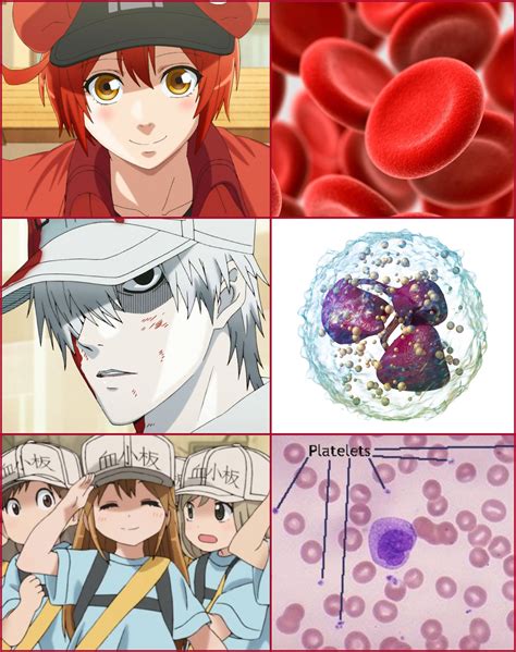 Check spelling or type a new query. Crunchyroll on Twitter: "Anime Vs. Real Life (Cells at ...