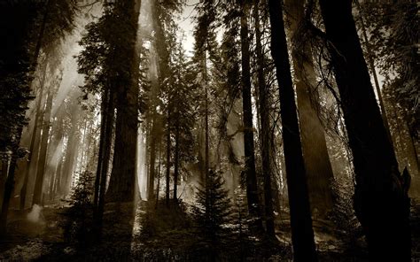 Nature Trees Forest Dark Fog Mist Wallpaper 2560x1600 22478