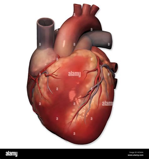 Vista Anterior Del Corazón Humano Anatomía Fotografía De Stock Alamy