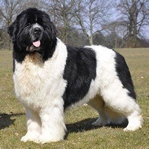The newfoundland dog, also known as the newfie, is a giant breed of dog that resembles a teddy bear! Newfoundland - Fun Facts and Crate Size - Pet Crates Direct