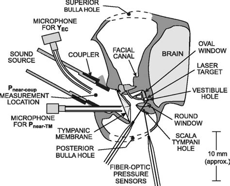 Learn vocabulary, terms and more with flashcards, games and other study tools. Diagram of a chinchilla left ear showing the preparation ...