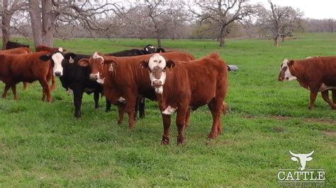 Red Baldies Red Brangus Replacement Heifers For Sale Cattle Partners