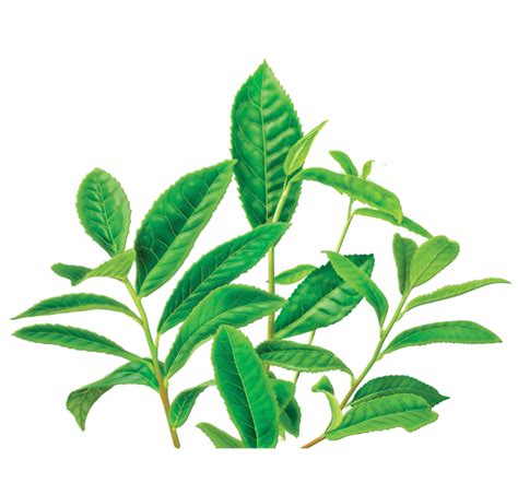 Download Green Tea Png Image Hq Png Image Freepngimg