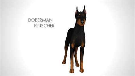 Improved Doberman Pinscher By Morganabanana Sims 3 Downloads Cc