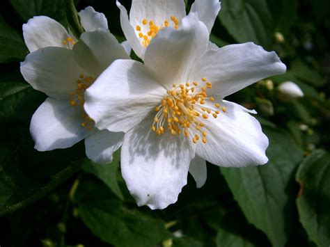Macro Shot Of White 5 Petal Flower Free Image Peakpx