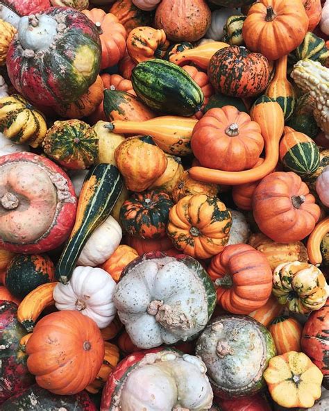 Autumn Pumpkins And Gourds Image 6513734 On