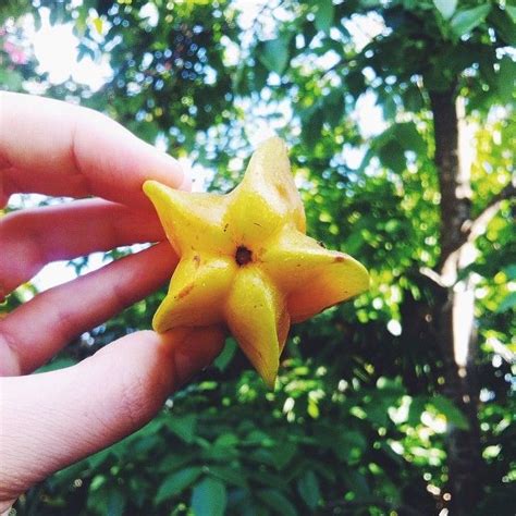 I Always Wondered How Star Fruit Grew And Then I Found A Star Fruit