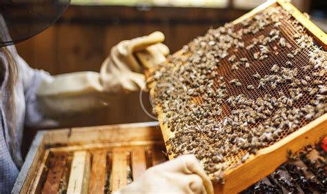 Tutorial Beekeeping For Beginners Breeding Bees Hani Honey Company