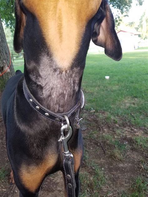 Why Does My Doberman Have Bald Spots