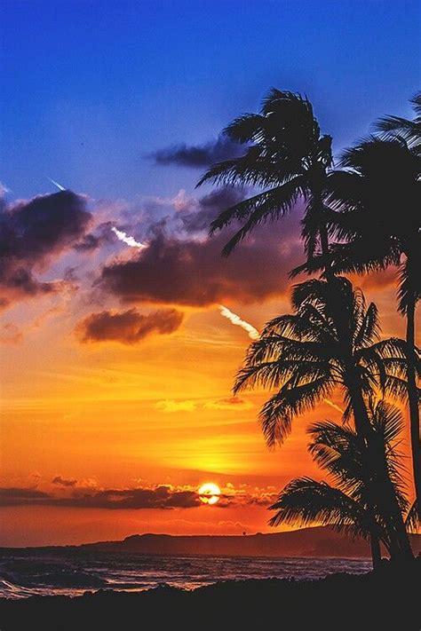 The 1953 florida legislature designated the sabal palm as the state tree. Pin by Christine Zambelli on Paradise | Beautiful sunset ...
