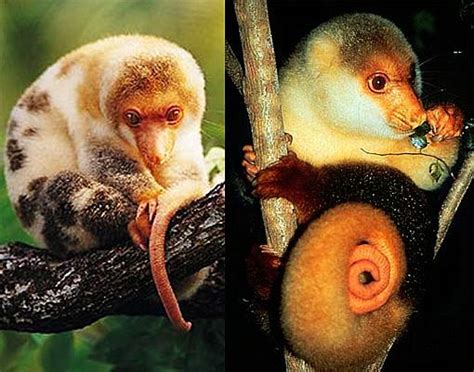 Garden animals nature animals animals and pets baby animals cute animals bird. Spotted Cuscus - Colorful, Shy Marsupial | Animal Pictures ...