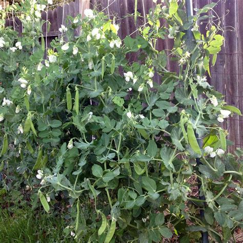 How To Plant And Grow Snow Peas Grow Snow Peas Growing Snow Peas Plants