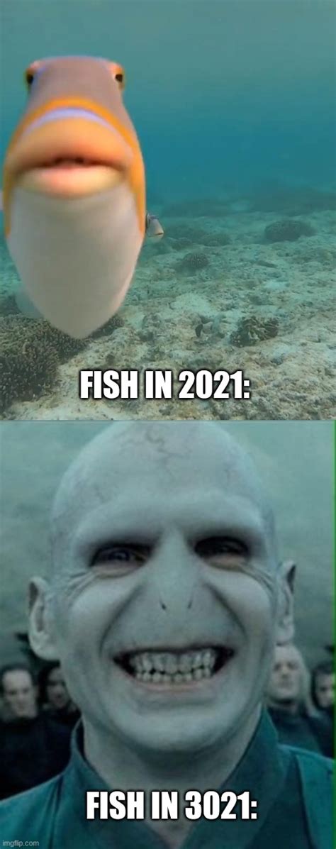 Fish Wallpaper Meme Photos Cantik