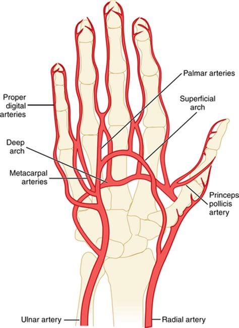 Hand Arterial Anatomy Anatomy Book