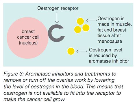 The change in hormone levels and estrogen depletion caused by stopping hormone replacement therapy or undergoing chemotherapy or hormonal therapy can trigger side effects commonly associated with menopause. Hormonal Therapies for Breast Cancer Fact Sheet | Westmead BCI
