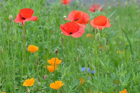 Surprising Meaning and Symbolism of Poppy Flower and Color 