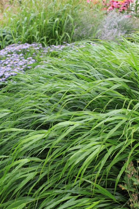 Garten von ehren gutscheine & rabattcodes die top garten von ehren gutscheincodes und rabatte im august 2021. Japanisches Berggras • Hakonechloa macra | Laubbaum ...