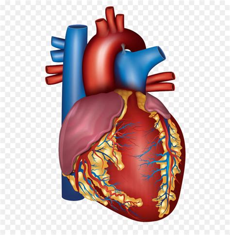 This blood is no longer under much pressure, so many veins have valves that prevent backflow of blood. Blood Vessel Heart Circulatory System Ar #483556 - PNG ...