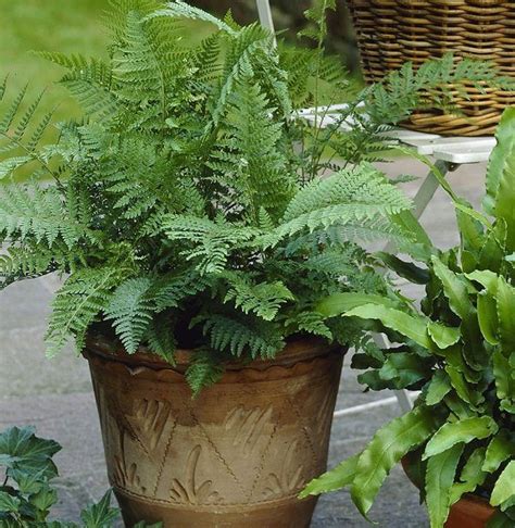 21 Best Ferns For Containers That You Can Grow Indoors And Outdoors