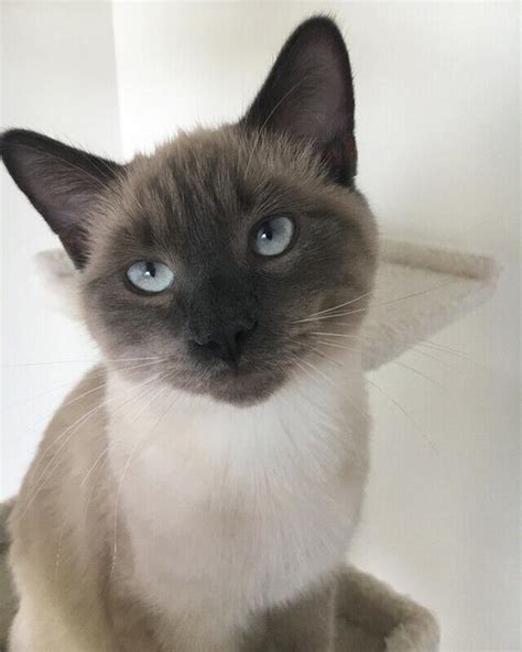 6 Month Old Siamese Kitten Classifieds For Jobs Rentals Cars
