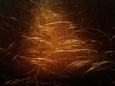 Abdominal hair - wikidoc