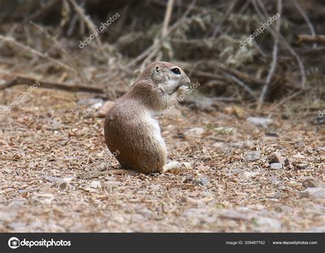 Tailed Ground Squirrel Xerospermophilus Tereticaudus Stock Photo By