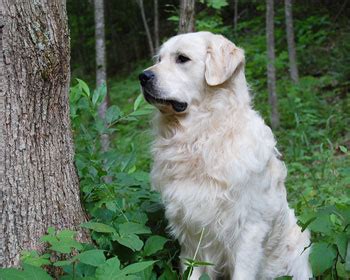British Creme Golden Retriever Puppies | English Cream ...