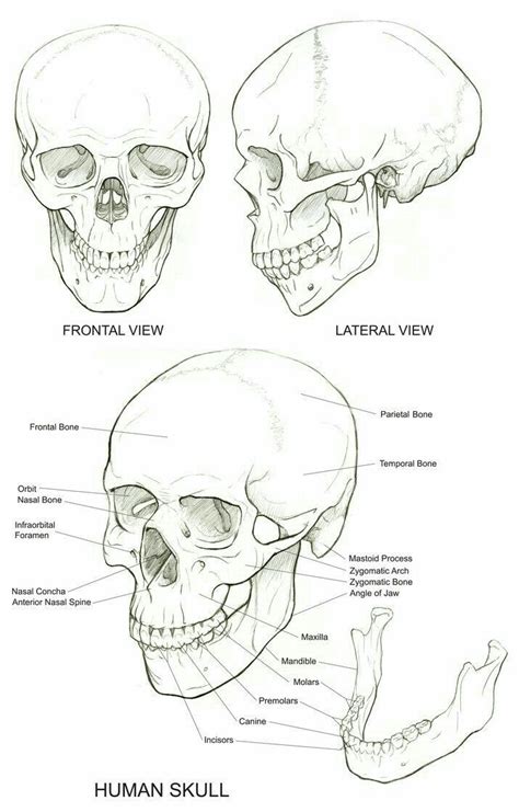 Pin By Minwoo Kim On Anatomía Skull Reference Human Skull Drawing