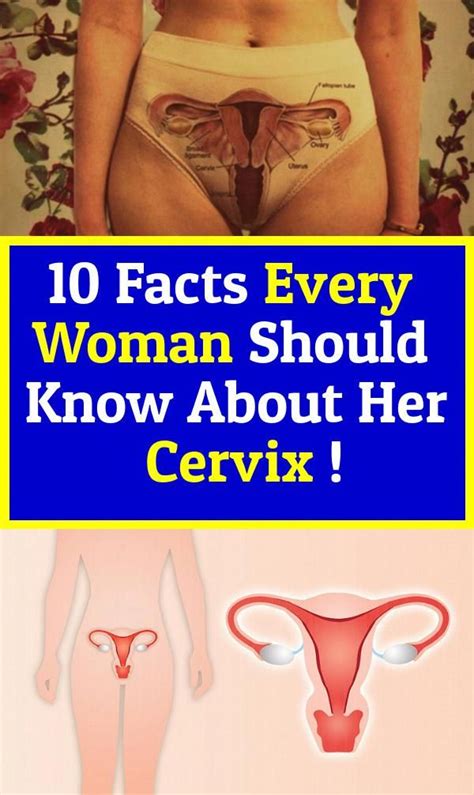 Facts Every Woman Should Know About Her Cervix In Cervix