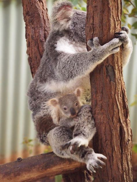 Koala And Baby In Pouch Australia Day Pinterest Koalas And Babies