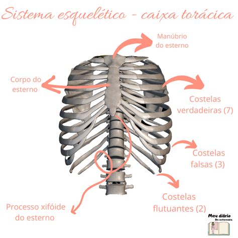 CAIXA TORÁCICA COSTELAS Anatomia Humana I