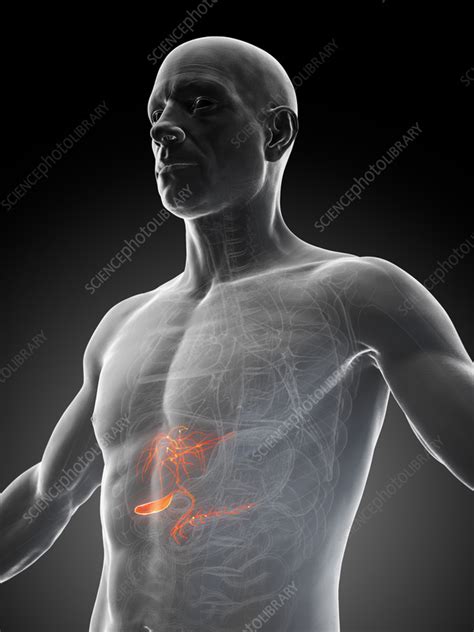 Male Gallbladder Illustration Stock Image F0382366 Science