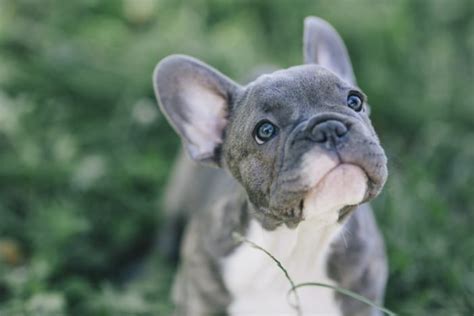 There is significant scientific research that suggests that no dog breed is completely hypoallergenic. Bulldog francese carattere educazione del cucciolo e prezzi