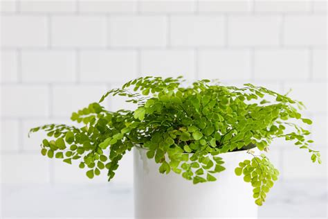 How To Grow And Care For Maidenhair Fern Indoors
