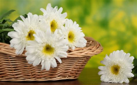 White cosmos flowers blue sky. White Daisy Flower Bouquet Wallpaper Desktop HD (1600 x ...