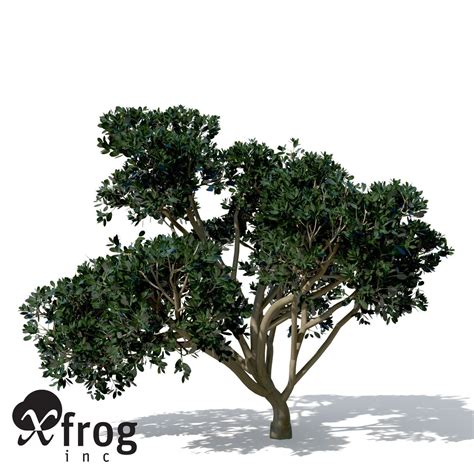 Xfrogplants Rubber Fig 3d Model Cgtrader