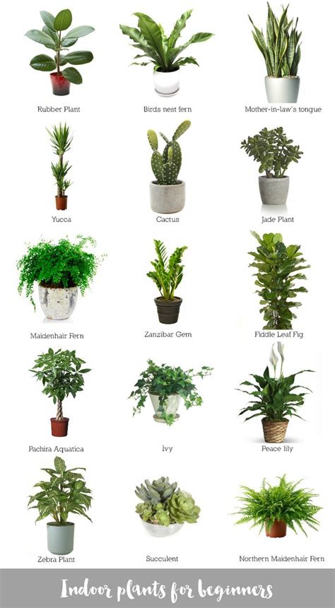 Indoor Plants For Beginners Plants Inside Plants Indoor Plants
