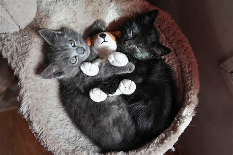 Wallpaper Black Couple Nose Kittens Whiskers Toy Lie Black Cat