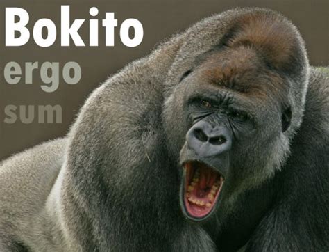 Bokito raakte in 2007 in het nieuws toen hij ontsnapte en daarbij een bezoekster van de dierentuin zwaar verwondde. Bokito-boos - Ploetervrouw