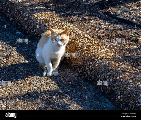 Calico Cats Hi Res Stock Photography And Images Alamy
