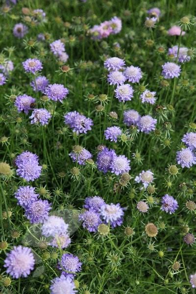 Buy Pincushion Flower Scabiosa Butterfly Blue Delivery By Waitrose