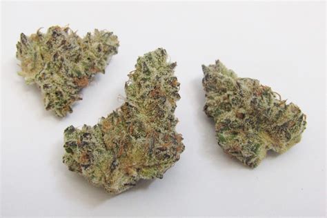 King Louis Xiii Why Colorado Tokers Love This Strain Westword