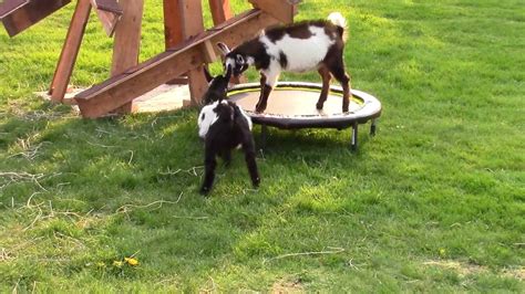 Baby Goats Playing King Of The Trampoline Youtube