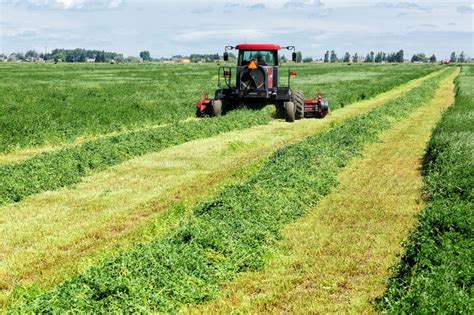 Harvesting And Wind Rowing Alfalfa Hay Stock Photo Image Of Harvest