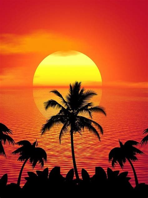 Beautiful Palm Tree Sunset Wallpaper Cave