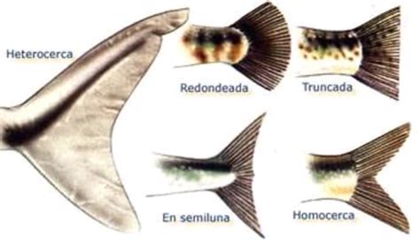 Biólogia básica de peces y crecimiento