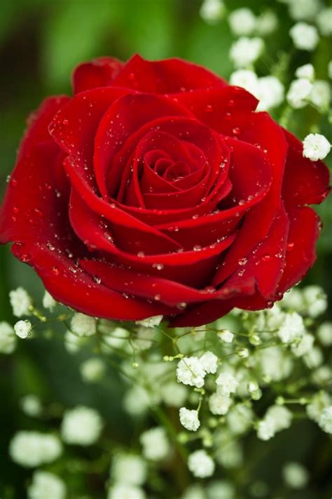 Beautiful Wet Red Rose Gyönyörű Vizes Vörös Rózsa
